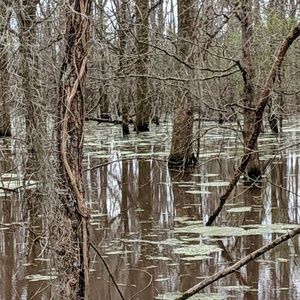 Meet your Posher, Fawn